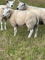 Dekrammen 50% engelse texelaar, Dieren en Toebehoren, Mannelijk, Schaap