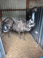 Te koop emoes, Dieren en Toebehoren, Overige Dieren, Juni, Meerdere dieren