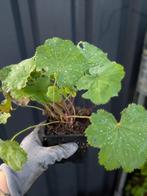 Alchemilla mollis, vrouwenmantel. p9 potje, Ophalen, Bodembedekkers, Volle zon, Vaste plant