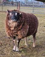 Stamboek  ram dassekop