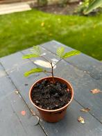 Slaapboom / Albizia, Tuin en Terras, Overige soorten, Minder dan 100 cm, Zomer, Ophalen