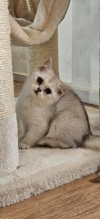 Britse korthaar kittens, black silver shaded, Dieren en Toebehoren, Katten en Kittens | Raskatten | Korthaar, Poes, Gechipt