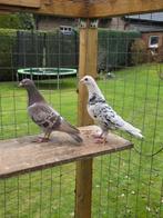 Stipper postduiven duiven, Meerdere dieren, Postduif