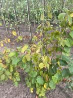 Hazelaar kunt u eten . Tamme kastanje. Walnoten. Fruitbomen, Tuin en Terras, Planten | Struiken en Hagen, Ophalen of Verzenden