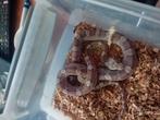 Terrarium met koppel rattenslangen, Dieren en Toebehoren, Slang, Met terrarium