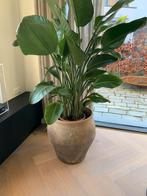 Antieke oude Chinese kruik pot met strelitzia, Huis en Inrichting, Kamerplanten, Ophalen of Verzenden, Halfschaduw, 200 cm of meer