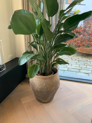 Antieke oude Chinese kruik pot met strelitzia beschikbaar voor biedingen
