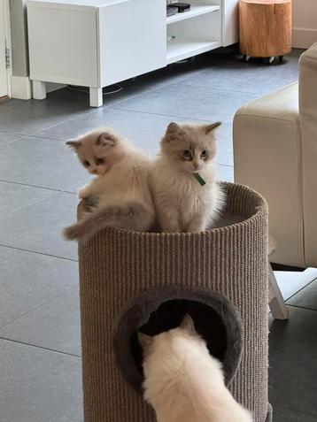 Prachtigen lieve kittens beschikbaar voor biedingen