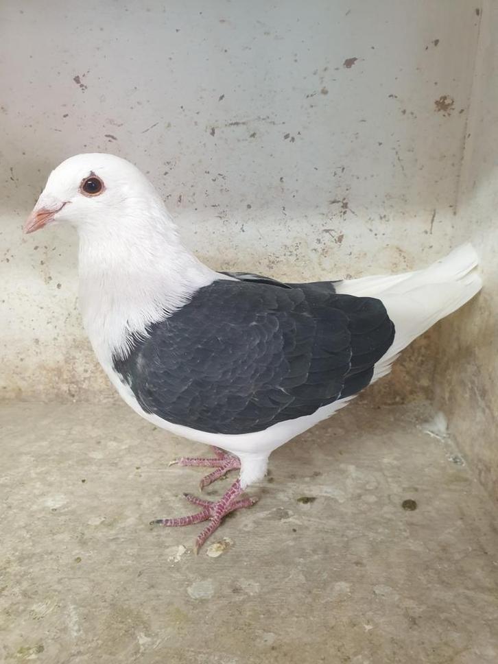 POSTDUIVEN  PRACHT ** BONTE DOFFER NL  ** 2025 !, Dieren en Toebehoren, Vogels | Duiven, Postduif, Mannelijk
