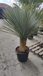 Yucca rostrata, Ophalen, Zomer, Overige soorten, Volle zon
