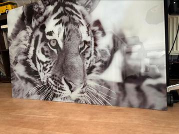 Prachtige plexiglas tijger beschikbaar voor biedingen