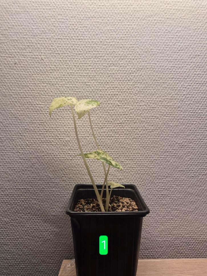 Alocasia macrorrhiza 'Splash' - kamerplant, Tuin en Terras, Planten | Tuinplanten, Vaste plant, Overige soorten, Halfschaduw, Bloeit niet