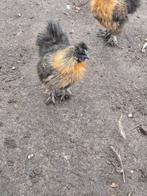 Jonge zijdehoen kriel haan, Dieren en Toebehoren, Pluimvee, Mannelijk, Kip