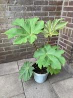 Tetrapanax papyrifer /chinese rijstpapierplant, Tuin en Terras, Planten | Tuinplanten, Volle zon, Vaste plant, Zomer, Ophalen