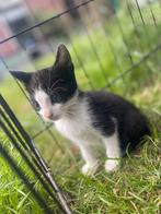Mooie kittens te koop, Meerdere dieren