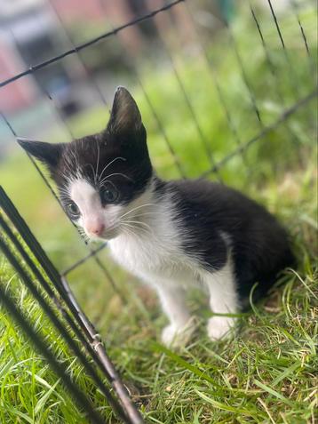 Mooie kittens te koop  beschikbaar voor biedingen
