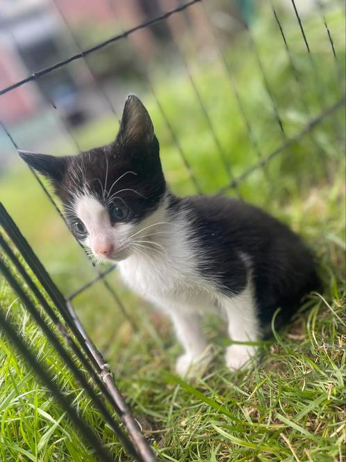 Mooie kittens te koop, Dieren en Toebehoren, Katten en Kittens | Overige Katten, Meerdere dieren