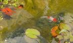 9 grote handpick orandas/leeuwenkopjes 14 á 17cm, Dieren en Toebehoren, Vissen | Vijvervissen, Karper of Koi