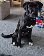 Honden, Rabiës (hondsdolheid), 8 tot 15 weken, Eén hond, Nederland