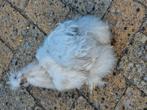 3 usa zijdehoenhanen, Dieren en Toebehoren, Pluimvee, Mannelijk, Kip