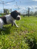 Mooie Heidewachtel pups (Kleine Münsterländer), Dieren en Toebehoren, Honden | Setters en Staande honden, Particulier, Meerdere