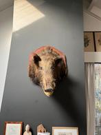Everzwijnen kop Taxidermie, Ophalen of Verzenden, Zo goed als nieuw, Wild dier, Opgezet dier