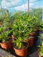 Rhododendrons rood wit roze planthoogte 30/40cm!, Overige soorten, Volle zon, Vaste plant, Ophalen of Verzenden