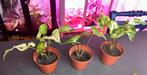Syngonium three kings, Ophalen, Halfschaduw, Minder dan 100 cm