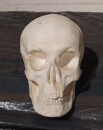 Skull van Gips 20 x 10 cm, Ophalen