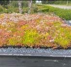 Sedum groendak maak het zelf isolatie op uw dak, Ophalen of Verzenden, Zomer, Volle zon