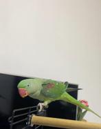 alexanderparkiet Psittacula eupatria, Dieren en Toebehoren, Vogels | Parkieten en Papegaaien, Vrouwelijk, Parkiet, Tam