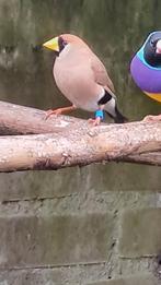 maskeramadiene te koop, Dieren en Toebehoren, Vogels | Overige Vogels, Mannelijk