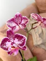 Luxury  Phalaenopsis Orchid in Glass Vase | Semi Hydro, Overige soorten, In pot, Minder dan 100 cm, Bloeiende kamerplant