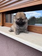 Pomeriaan, Dieren en Toebehoren, Rabiës (hondsdolheid), Overige rassen, 8 tot 15 weken, Buitenland