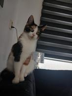 Kat en poes, Dieren en Toebehoren, Katten en Kittens | Dekkaters, 0 tot 2 jaar