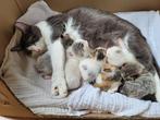 Hulp voor zwangere poezen, nestjes en moedeloze kittens., Dieren en Toebehoren, Katten en Kittens | Overige Katten, Meerdere dieren