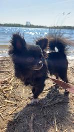 MINI dekreu chihuahua langhaar, Dieren en Toebehoren, Rabiës (hondsdolheid), Reu, 1 tot 2 jaar, Eén hond