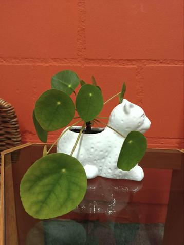 Keramieken luipaard of andere potten (incl pannekoekplant) beschikbaar voor biedingen