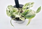Epipremnum marble variegata, Ophalen of Verzenden, Overige soorten, Minder dan 100 cm