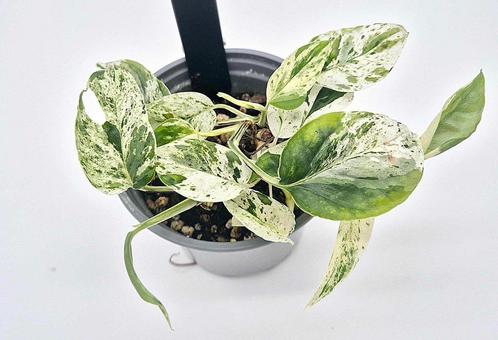 Epipremnum marble variegata, Huis en Inrichting, Kamerplanten, Overige soorten, Minder dan 100 cm, Ophalen of Verzenden