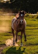 Gezocht stalling voor een sociale ruin omg Hoeksche Waard, Dieren en Toebehoren, Stalling en Weidegang, Stalling