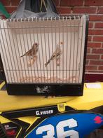 2 bastaardputters prijs 75 euro voor de twee vogels, Dieren en Toebehoren, Vogels | Kanaries, Meerdere dieren, Bastaard