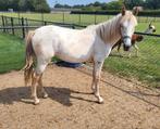 Mooie appaloosa D/E pony merrie jaarling, Merrie, 0 tot 2 jaar, Gechipt, Onbeleerd