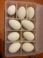 Eieren om te beschilderen, Ophalen, Nieuw, Overige typen