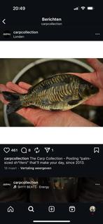 Spiegel karpers (gezocht)!!!!!, Dieren en Toebehoren, Vissen | Vijvervissen, Karper of Koi