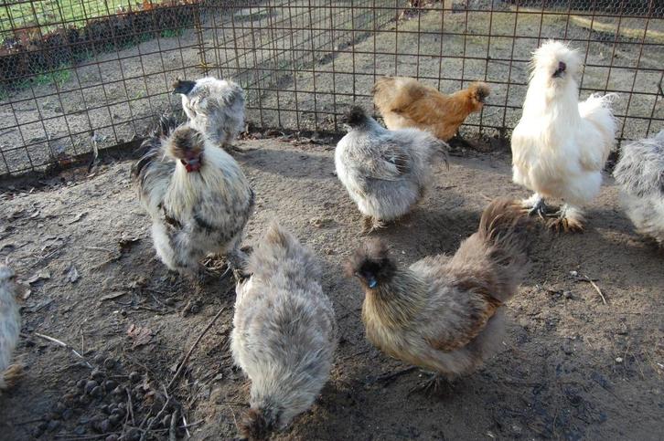 BROEDEIEREN ZIJDEHOENDER KIPPEN USA TYPE, Dieren en Toebehoren, Pluimvee, Kip, Geslacht onbekend