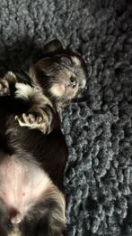 5 gezonde Chihuahua pups champagne/ wit /zwarten choco bruin, Dieren en Toebehoren, CDV (hondenziekte), 8 tot 15 weken, Meerdere