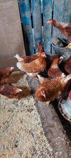 Jonge bruine leghennen (lohmann brown), Dieren en Toebehoren, Pluimvee, Vrouwelijk, Kip