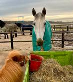 Verzorgster gezocht, Dieren en Toebehoren, Paarden en Pony's | Overige Paardenspullen, Ophalen of Verzenden, Nieuw, Overige soorten