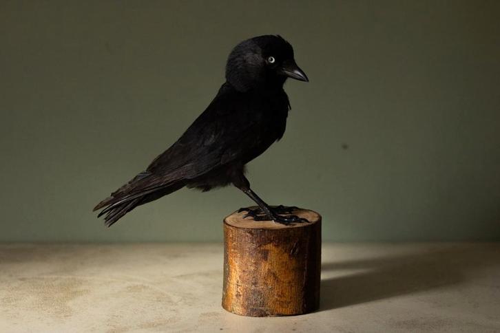 Opgezette Kauw - Schadebestrijding, Verzamelen, Dierenverzamelingen, Nieuw, Opgezet dier, Wild dier, Ophalen of Verzenden